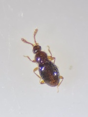 Microscydmus minimus