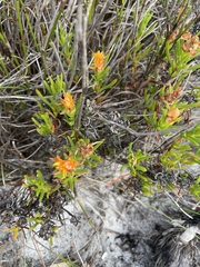 Lampranthus bicolor