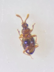 Microscydmus minimus