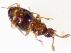 Microscydmus minimus
