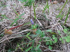 Gentiana scabra buergeri