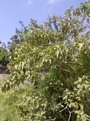 Solanum erianthum