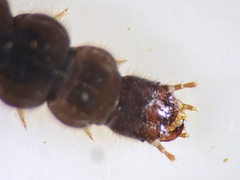 Cantharis
