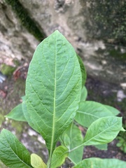 Iochroma