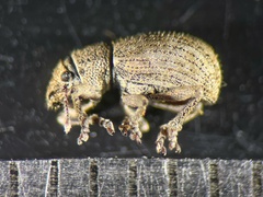 Strophosoma capitatum