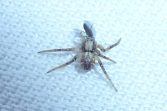 Philodromus aureolus
