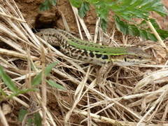 Podarcis siculus campestris