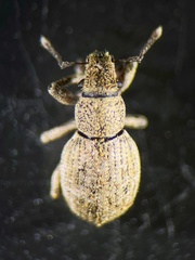 Strophosoma capitatum