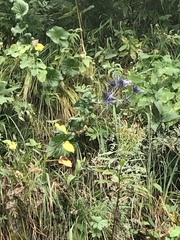 Eryngium alpinum