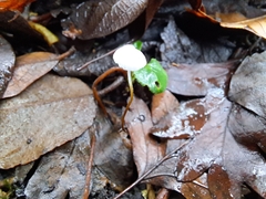 Marasmius epiphyllus
