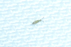 Entomobrya nivalis