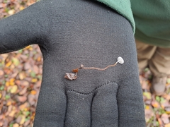 Marasmius epiphyllus