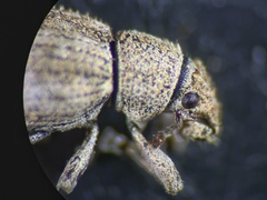 Strophosoma capitatum