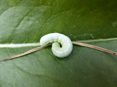 Orthosia incerta