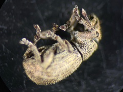 Strophosoma capitatum