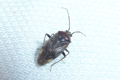 Lygus rugulipennis