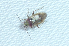 Lygus rugulipennis