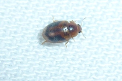 Rhyzobius chrysomeloides