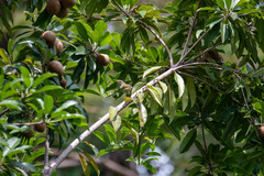 Phylloscopus borealis