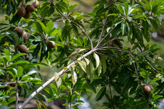 Phylloscopus borealis