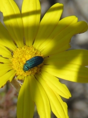 Melyris