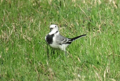 Motacilla alba