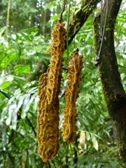 Mucuna