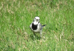 Motacilla alba