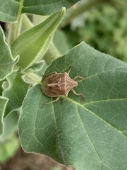 Thyanta custator accerra