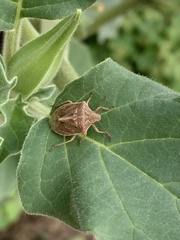 Thyanta custator accerra