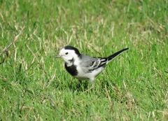 Motacilla alba