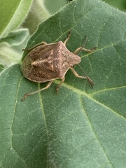 Thyanta custator accerra