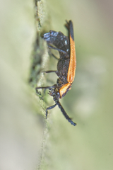Lycidae