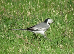 Motacilla alba