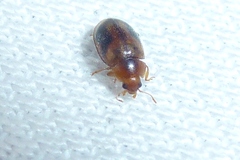 Rhyzobius chrysomeloides