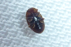 Rhyzobius chrysomeloides