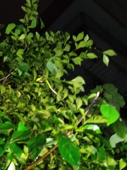 Bronchocela jubata