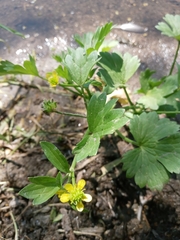 Ranunculus