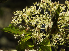Heliocarpus