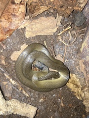 Crotaphopeltis hotamboeia
