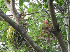 Tillandsia rothii