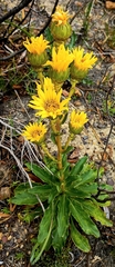 Berkheya herbacea