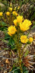 Berkheya herbacea