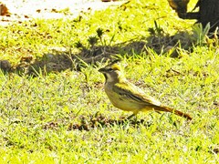 Gubernatrix cristata