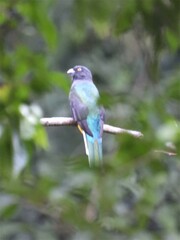 Trogon citreolus