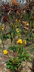 Berkheya herbacea