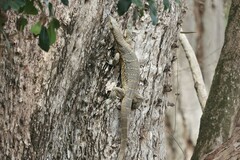 Varanus niloticus