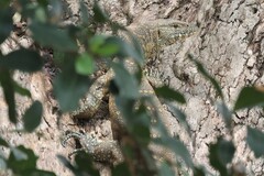 Varanus niloticus