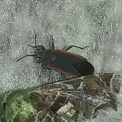 Melacoryphus lateralis