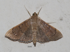 Spilomelinae